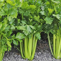 Tall Utah 52-70R Celery Seeds - Improved Variety for 2025 Planting, Apium Graveolens, Upright Stalks
