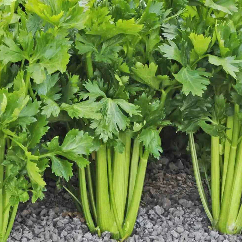 Tall Utah 52-70R Celery Seeds - Improved Variety for 2025 Planting, Apium Graveolens, Upright Stalks