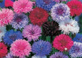 Cornflower Seeds Dwarf Mix 200 Seeds - Centaurea cyanus, Blue Pink White Flowers for Borders & Containers
