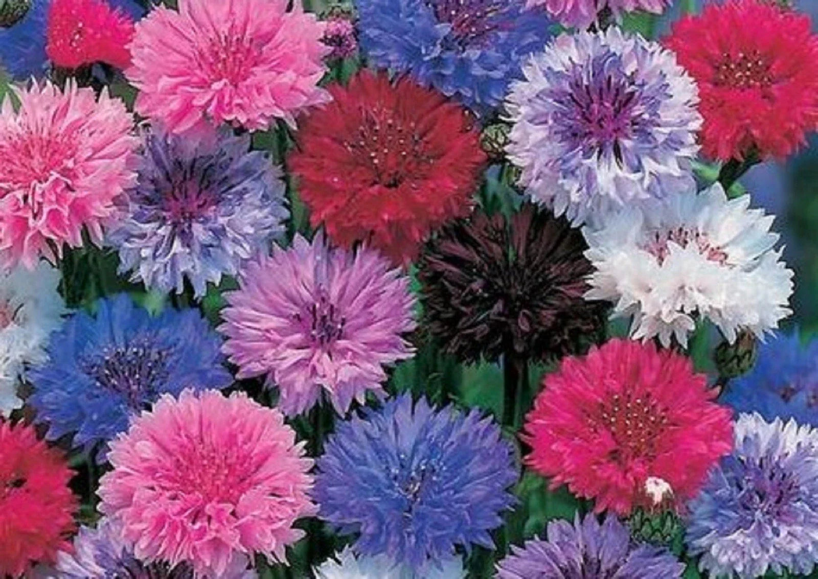 Cornflower Seeds Dwarf Mix 200 Seeds - Centaurea cyanus, Blue Pink White Flowers for Borders & Containers