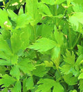 Lovage Seeds - 200+ Non-GMO Open Pollinated Herb Seeds - Levisticum officinale for Culinary & Medicinal Use