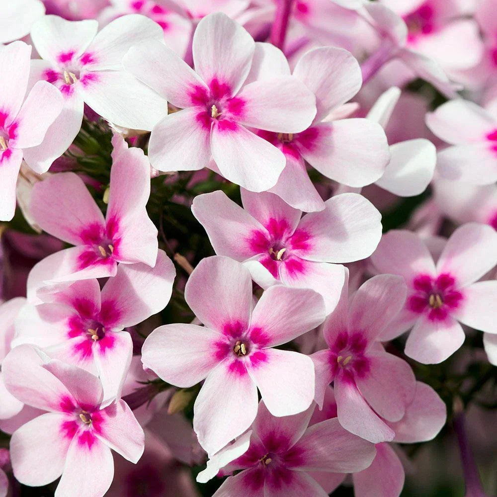 Creeping Phlox Live Starter Plants Set of 2 – Pink, White, Lavender – Ground Cover, Rock Garden – Phlox subulata