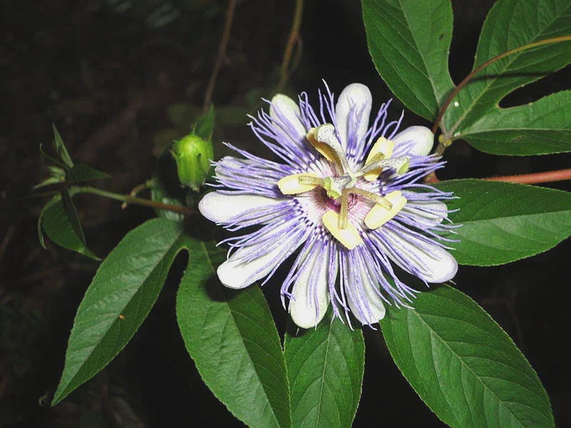 Passion Flower Seeds - Passiflora caerulea - Purple Blooming Climbing Vine - Garden, Outdoor, Trellis Plant