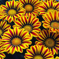 Gazania Flower Seeds Packets - Red and Yellow Varieties - Gazania rigens - Sun-Loving, Drought-Tolerant, Easy to Grow