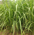 Lemongrass Seeds - 100+ Cymbopogon citratus Perennial Culinary Herb Seeds for Garden or Containers