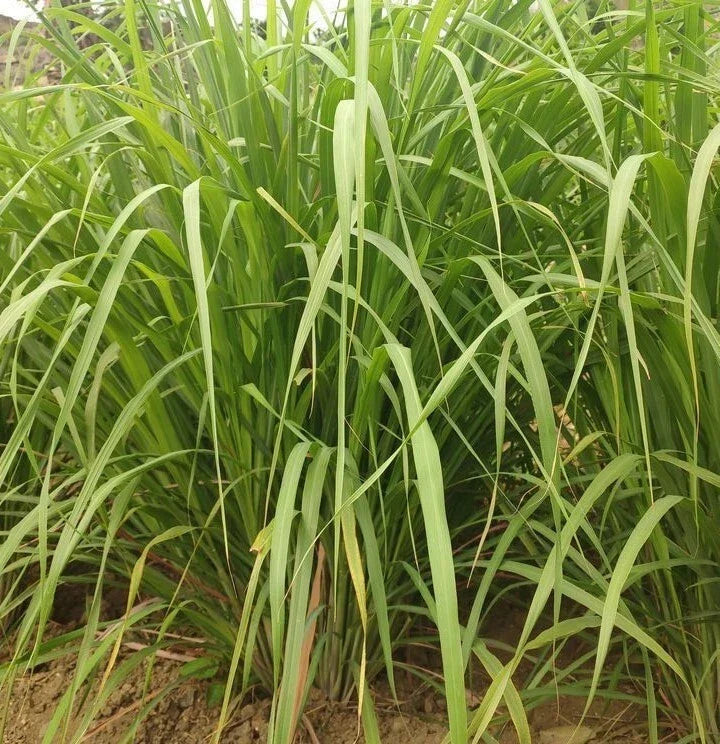 Lemongrass Seeds - 100+ Cymbopogon citratus Perennial Culinary Herb Seeds for Garden or Containers