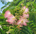 Mimosa Silk Tree Seeds | 25 Pack | Pink Flowers | Albizia Julibrissin | Fragrant Garden Tree Seeds