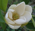 Sweetbay Magnolia Seeds - Magnolia virginiana Southern, Fragrant White Flowers, Hardy Deciduous Tree, 10 Pack