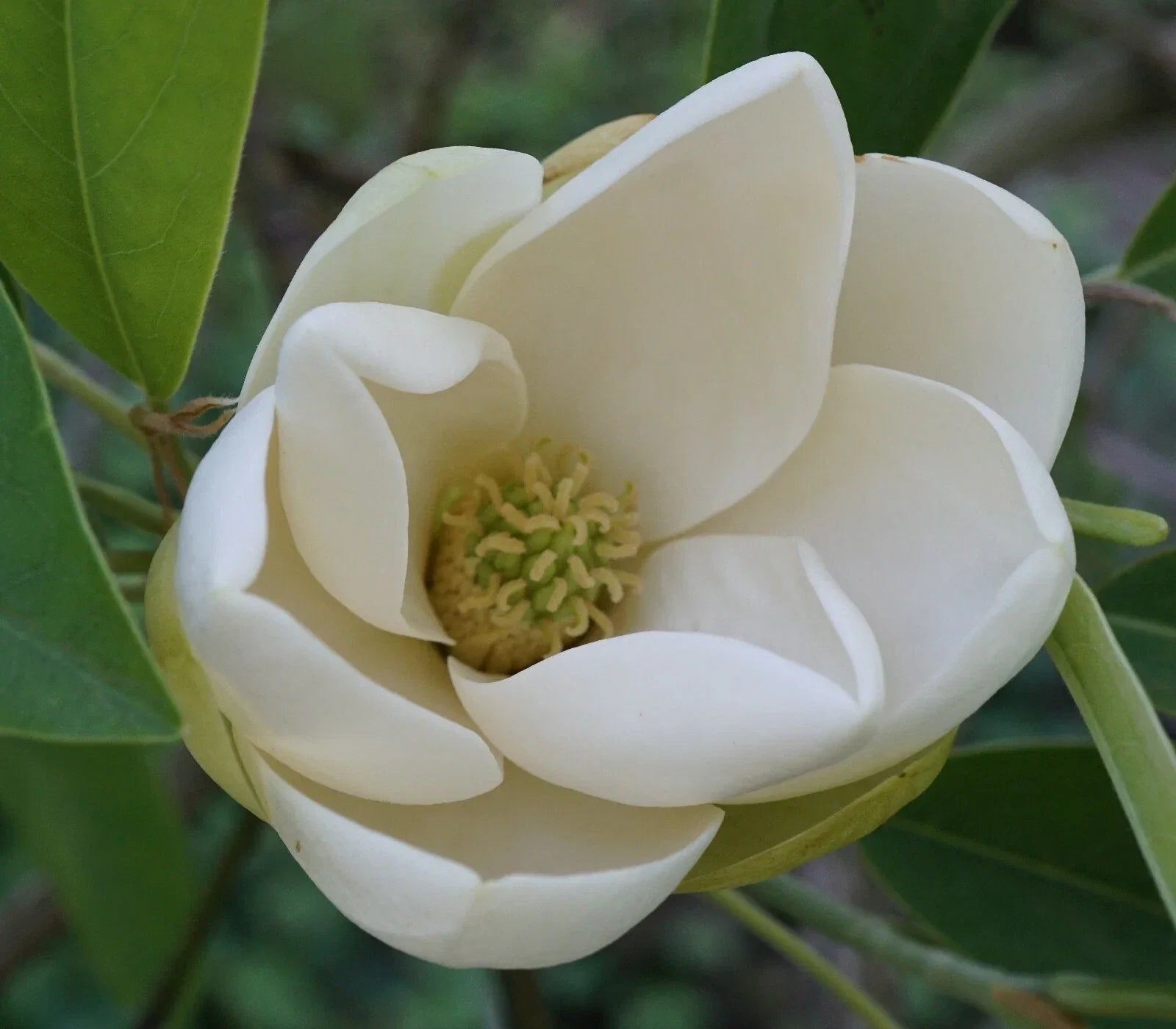 Sweetbay Magnolia Seeds - Magnolia virginiana Southern, Fragrant White Flowers, Hardy Deciduous Tree, 10 Pack
