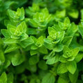 Oregano Seeds | Heirloom Non-GMO | Culinary Herb Seeds | Origanum vulgare