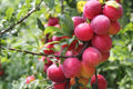 Plum Fruit Tree Seeds - Prunus Americana - USA Grown, Home Garden, Deciduous Tree, 10 Seeds