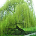 Weeping Willow Tree Seeds - Pack of 5 Bright Green Salix babylonica Seeds for Landscaping and Garden