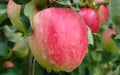 Katy Apple Seeds - 25 Premium Malus domestica 'Katy' for Home Garden Planting, Fruit Tree, USA