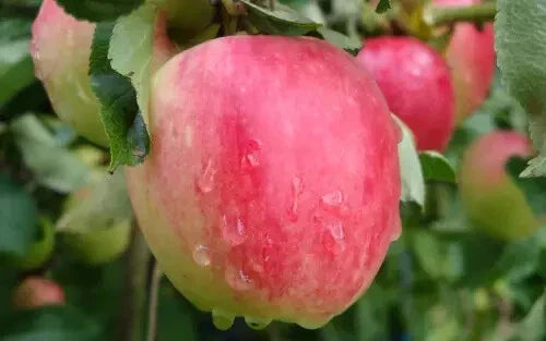Katy Apple Seeds - 25 Premium Malus domestica 'Katy' for Home Garden Planting, Fruit Tree, USA