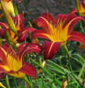 Daylily Starter Plant - 1 Mature Fan - Autumn Red Flowers - Hemerocallis 'Autumn Red' Perennial Garden Plant