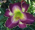 Daylily Plant - Live Clumping Perennial - Wolf in Sheep's Clothing - Hemerocallis Hybrid, Rebloomer, Cream & Burgundy