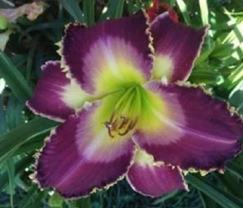 Daylily Plant - Live Clumping Perennial - Wolf in Sheep's Clothing - Hemerocallis Hybrid, Rebloomer, Cream & Burgundy