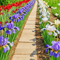 Iris Flower Seeds - 30+ Colorful Mix of Purple, White, Red, Blue - Iris siberica Garden Seeds