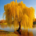 Gold Weeping Willow Tree Cuttings - 5 Pack for Bonsai or Garden - Salix babylonica 'Golden'