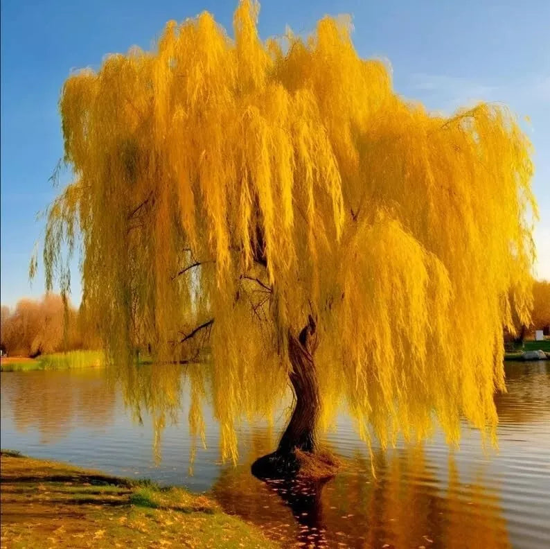 Gold Weeping Willow Tree Cuttings - 5 Pack for Bonsai or Garden - Salix babylonica 'Golden'