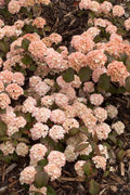 Viburnum Plant Bare Root 8+ Inches Mary Milton Doublefile Shrub Viburnum plicatum f. plicatum