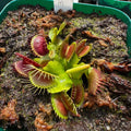 Venus Flytrap Plant - Rooted Division - 'Miss Pimbeche' Carnivorous Houseplant - Dionaea muscipula