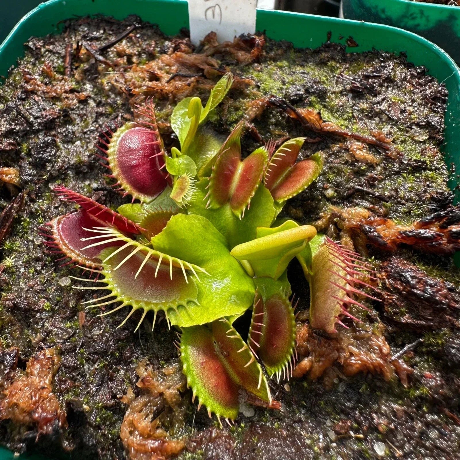 Venus Flytrap Plant - Rooted Division - 'Miss Pimbeche' Carnivorous Houseplant - Dionaea muscipula