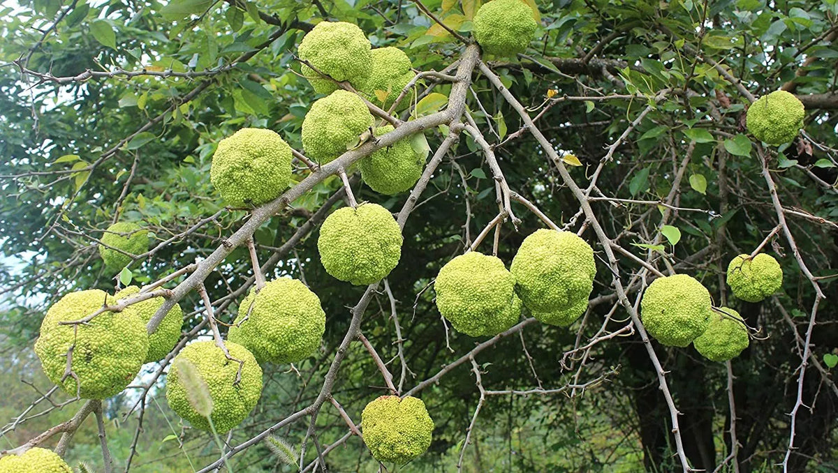 10 Hedge Apple Seeds - Osage Orange Maclura Pomifera Tree, Drought-Tolerant, Wildlife-Friendly, Natural Barrier Seeds