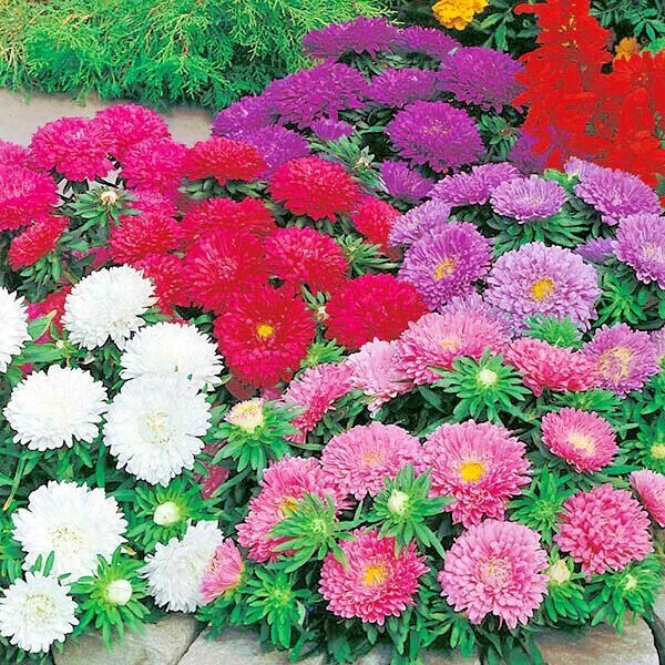 China Aster Powder Puff Seeds - 250+ Cut Flower Mix for Summer & Fall Gardens, Container, Callistephus chinensis