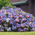3-in-1 Hydrangea Seeds - Perennial Flowering Shrub - Hydrangea macrophylla - Garden Flower Seeds for Borders & Containers