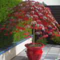 Illawarra Flame Tree Seeds - Red Flowered Brachychiton acerifolius, Tropical Ornamental Tree, 10 Pack