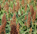 Broom Corn Seeds 50+ Grain Rox Orange Syrup Cane Sorghum Zea mays subsp. mays Non-GMO