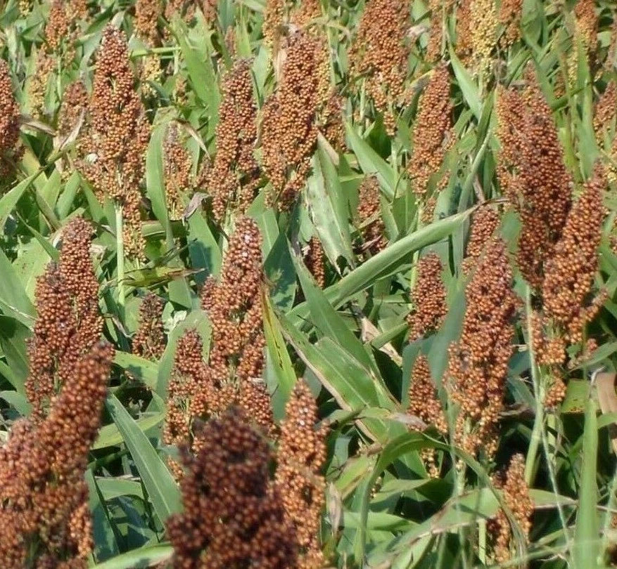 Broom Corn Seeds 50+ Grain Rox Orange Syrup Cane Sorghum Zea mays subsp. mays Non-GMO