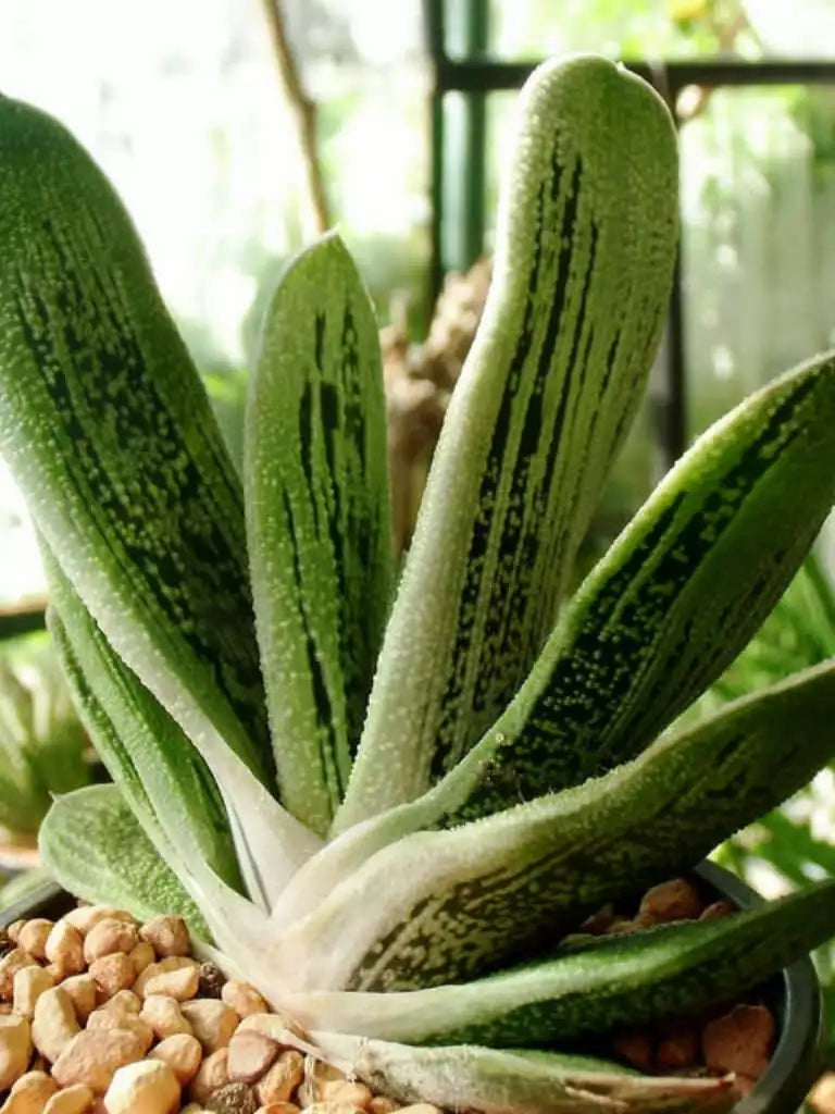 Gasteria 'Little Warty' Succulent Plant - 3" Rooted Indoor Greenery, Unique Warty Texture, Low Maintenance, Hardy in Zones 9-11