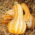 Cushaw Pumpkin Seeds - Orange Striped Variety - Cucurbita mixta - Garden, Culinary & Ornamental Use