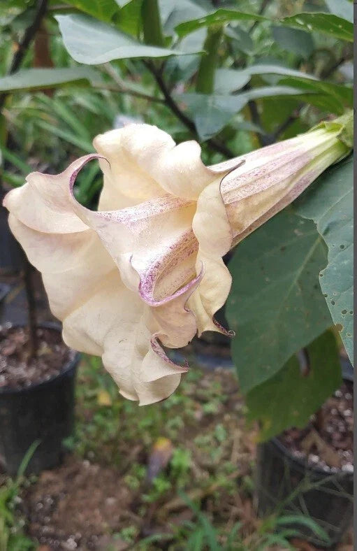 Chocolate Angel Trumpet Seeds - Brugmansia Datura - Fragrant, Large Trumpet Flowers - 10 Pack - USA Grown