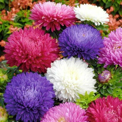 Powder Puff China Aster Seeds Mix – Over 500 Callistephus Chinensis Cut Flower Seeds for Garden & Floral Arrangements