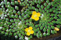 Mosaic Plant Bundle - 4 Live Aquatic Plants - Ludwigia Sedioides - Easy Care Aquarium Pond Plants