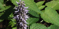Korean Mint Seeds - Culinary & Medicinal Mentha arvensis var. piperascens - Aromatic Herb for Beverages & Cooking
