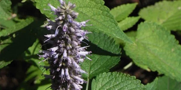 Korean Mint Seeds - Culinary & Medicinal Mentha arvensis var. piperascens - Aromatic Herb for Beverages & Cooking