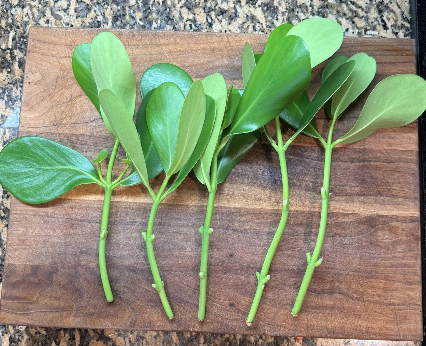 Clusia Rosea Bush Cuttings – 5 Fresh Propagation Clippings for Indoor & Outdoor Gardening