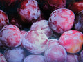 Fresh Cuttings Santa Rosa Plum Tree - Prunus salicina - Sweet Fruit, Hardy, No Roots