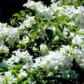 Key West White Bougainvillea - Set of 3 Live Rooted Plants, Flowering Vines, Bougainvillea glabra, Drought-Tolerant, Full Sun