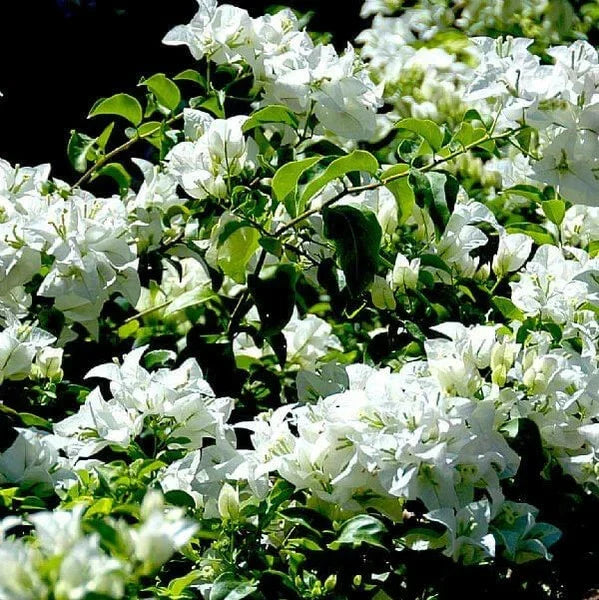 Key West White Bougainvillea - Set of 3 Live Rooted Plants, Flowering Vines, Bougainvillea glabra, Drought-Tolerant, Full Sun