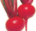 Red Round Turnip Seeds - Organic Vegetable Seeds for Planting, Brassica rapa, 100 Count