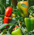 Bell Pepper Seeds - California Wonder Heirloom, Large Fruit, Capsicum annuum, Non-GMO, Open-Pollinated, Vegetable Seeds