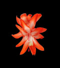 Thanksgiving Cactus Cuttings - 5 Unrooted Desert Sun Schlumbergera truncata Indoor Plant