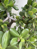 Jade Plant Cuttings 3-5" Crassula Ovata Succulent Houseplant, Money Plant, Indoor Garden, Easy Care