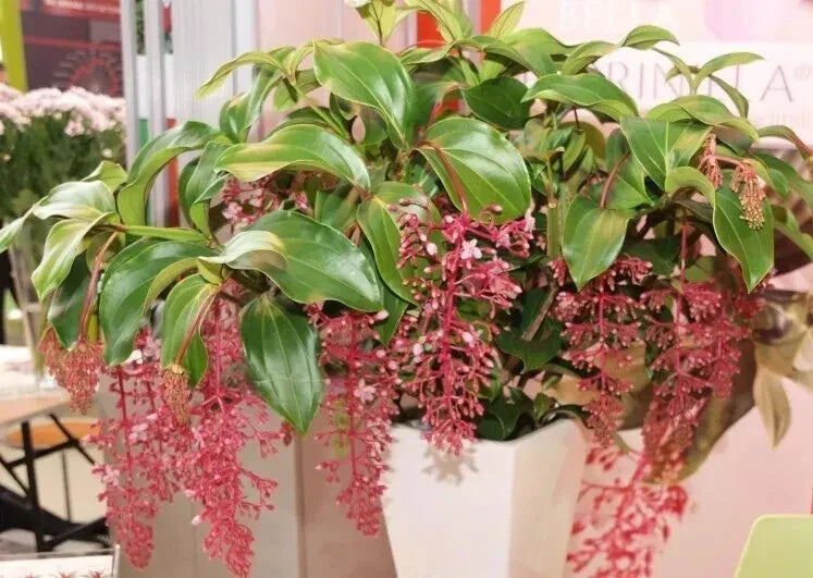 Medinilla Plant Starter - Bella Magnifica - Rare Live Well Rooted Tropical Houseplant