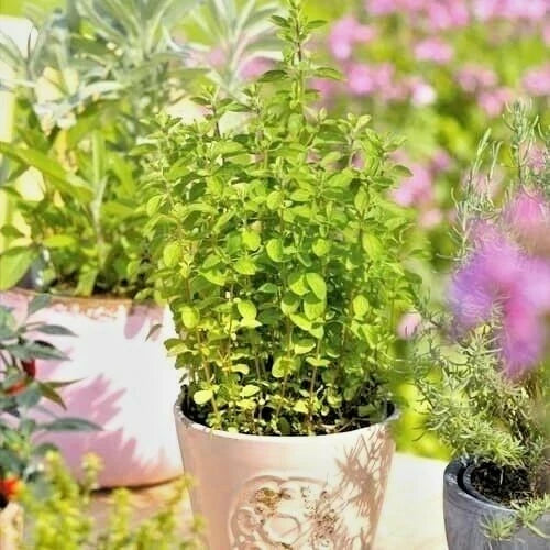 Organic Italian Oregano Seeds - Perennial Herb for Container Garden - Origanum vulgare - 500+ Seeds
